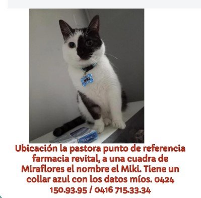 Milki Gata blanca con negro - Gatos