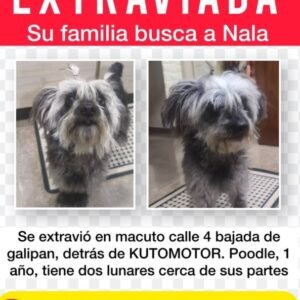 Nala poodle mini toy pelaje liso, negro y gris - Perros