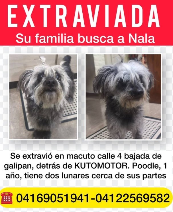 Nala poodle mini toy pelaje liso, negro y gris - Perros