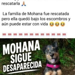 Mohana - Perros