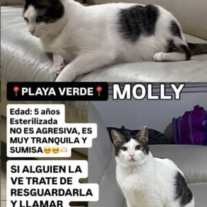 Molly Gata blanca con negro - Gatos