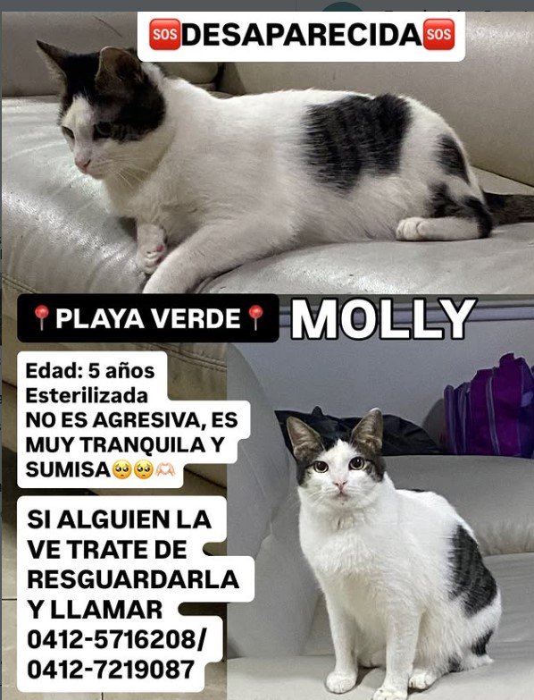 Molly Gata blanca con negro - Gatos