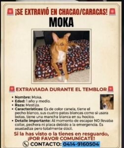 Moka color canela tiene el pecho blanco - Gatos