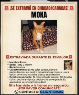 Moka color canela tiene el pecho blanco - Gatos