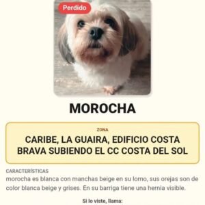 Morocha blanca con manchas beiges - Perros