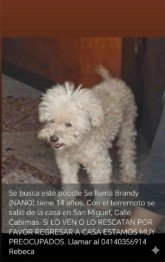 Poodle Blanco Brandy Nano - Perros
