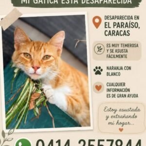 Gata amarilla con blanco - Gatos