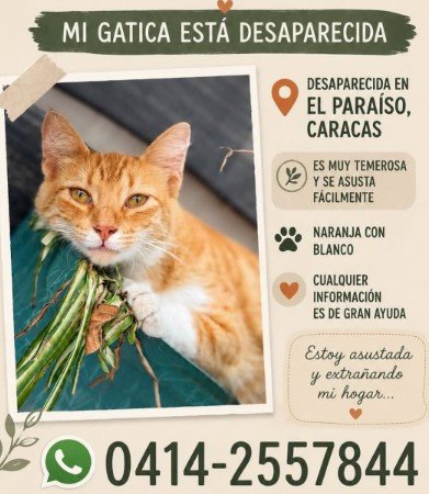 Gata amarilla con blanco - Gatos