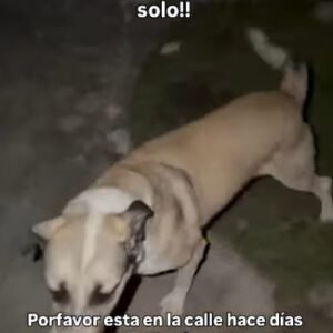 Perrito abandanodo por su familia Pou - Perros