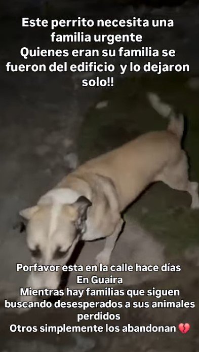 Perrito abandanodo por su familia Pou - Perros