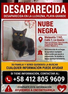 Nube negra - Gatos