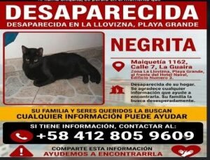 Negrita gato - Gatos
