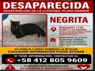 Negrita gato - Gatos
