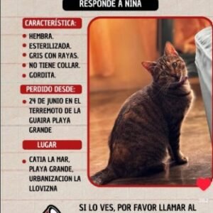 Niña hembra esteeilizada gris con rayas y gordita - Gatos