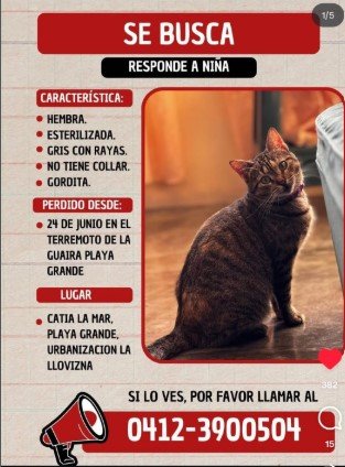 Niña hembra esteeilizada gris con rayas y gordita - Gatos