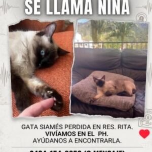 Nina Siames - Gatos