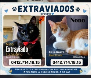 Nino gato negro y mono blanca con amarillo - Gatos