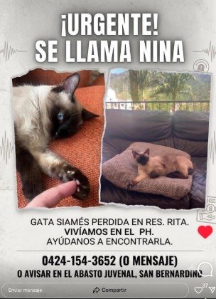 Nina Siames - Gatos