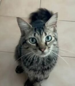 Gata negra y gris - Gatos