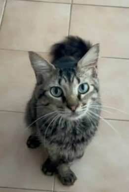 Gata negra y gris - Gatos