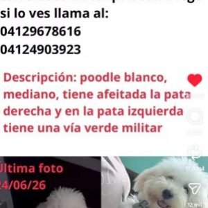 Otis Poddle Blanco Mediano - Perros