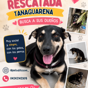 Perrita rescatada - Perros
