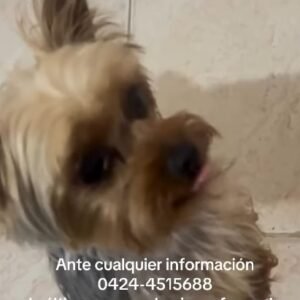 Toñito - Perros