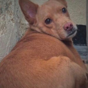 Perro marrón pequeño - Perros