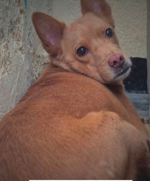Perro marrón pequeño - Perros