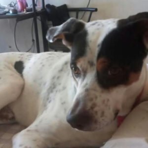 Perro blanco con manchas negras - Perros