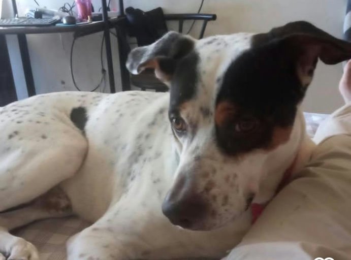 Perro blanco con manchas negras - Perros