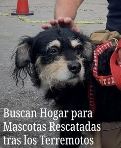 Se busca hogar - Perros