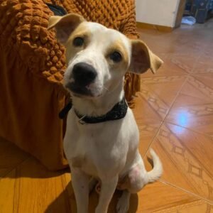 Perro marrón y blanco - Perros