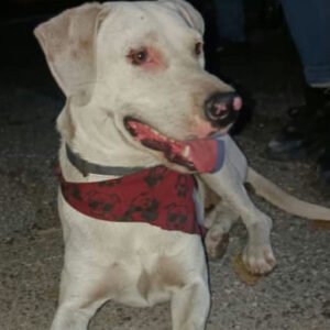 Perro blanco grande - Perros
