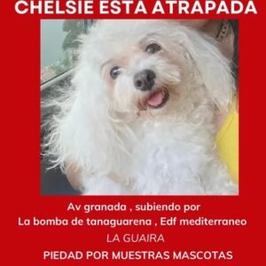 Chelsi - Perros