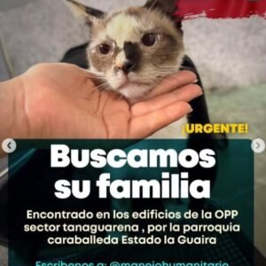 Gato siames mancha negra en la nariz - Gatos