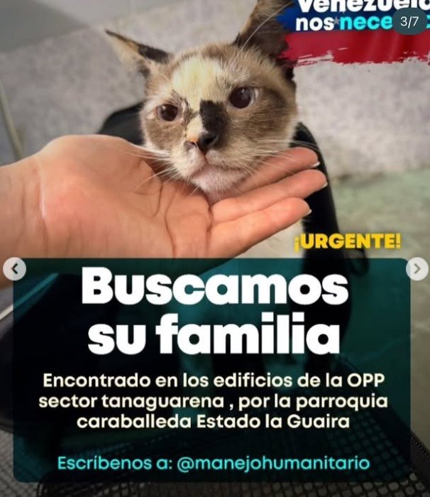 Gato siames mancha negra en la nariz - Gatos