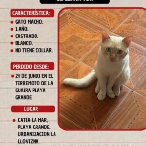 Tom Gato blanco con amarillo Macho - Gatos