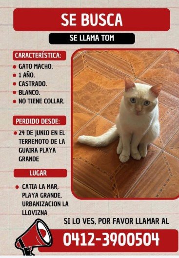 Tom Gato blanco con amarillo Macho - Gatos