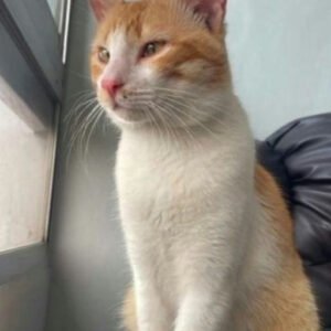 Gato amarillo y blanco - Gatos