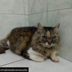 Gata tricolor - Gatos