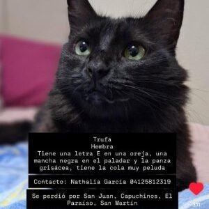 Trufa hembra - Gatos
