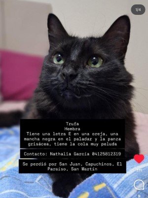 Trufa hembra - Gatos